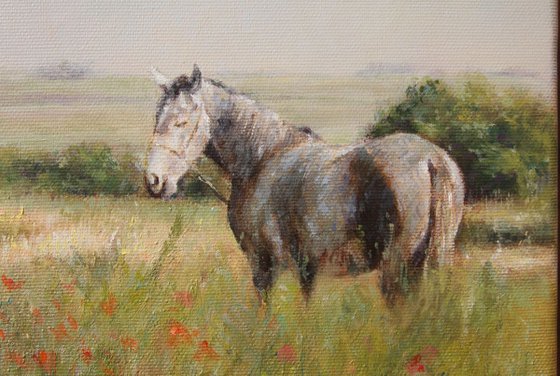 Horses in a Poppy field Oil painting by Darko Topalski | Artfinder