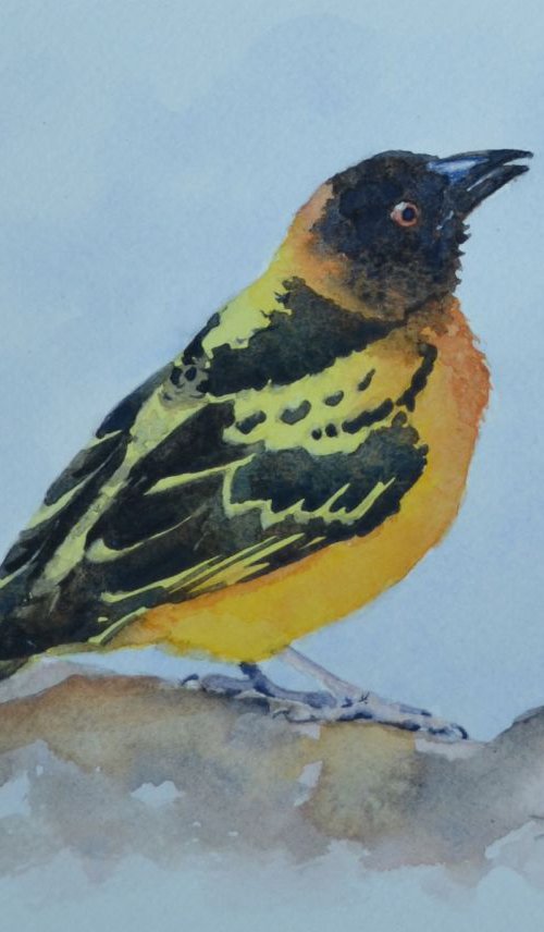 Black Headed Weaver by Denise Mitchell