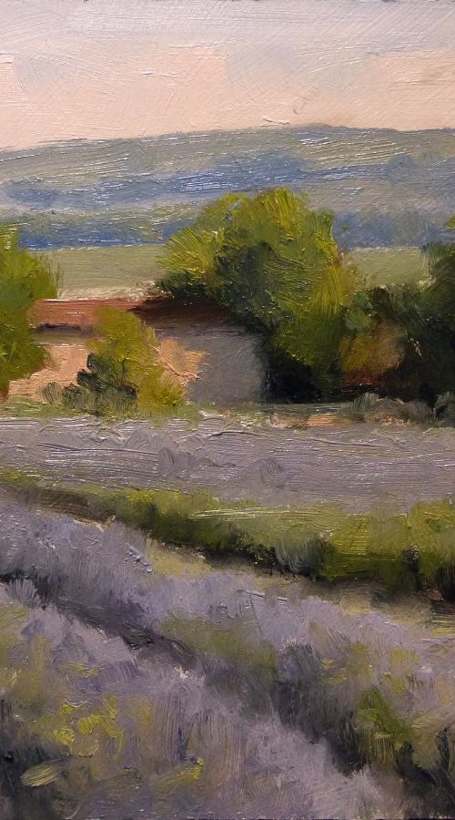 Lavender Field by Pascal Giroud