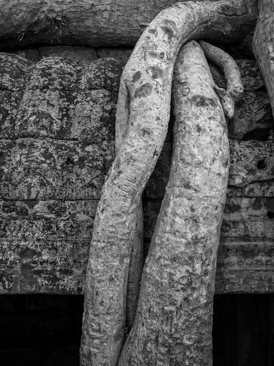 Organic Botanical Photograph By Serge Horta, 11 X 15", Angkor Series No.9, Original Artwork