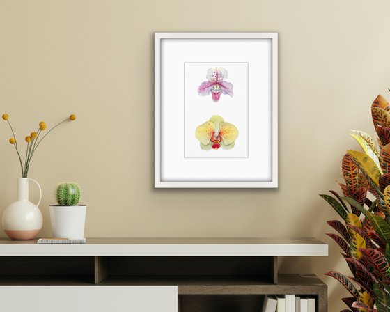 Two orchids. A series of original watercolour artwork.