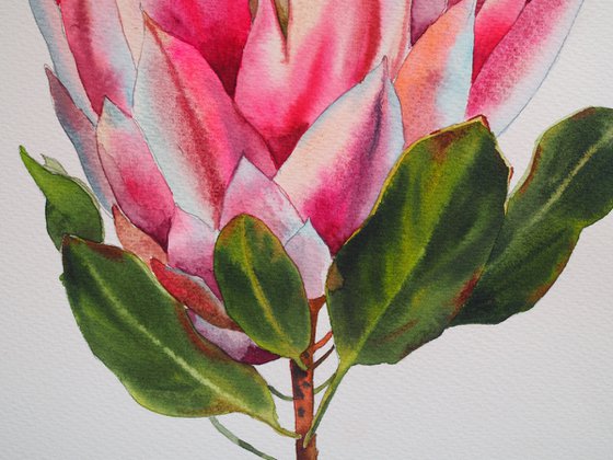 Protea