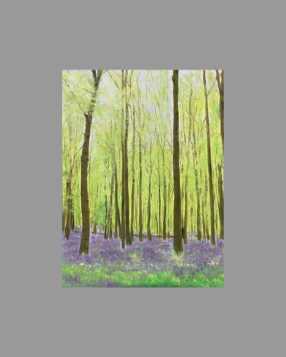 Bluebell Woods