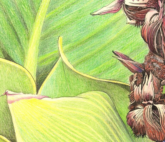 CANNA PLANT