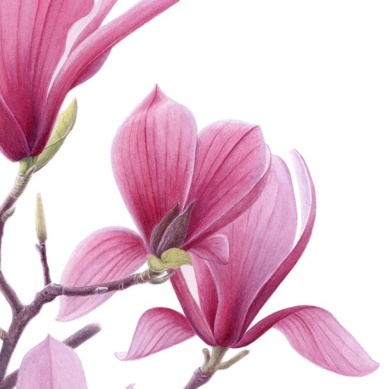 Magnolia. Center