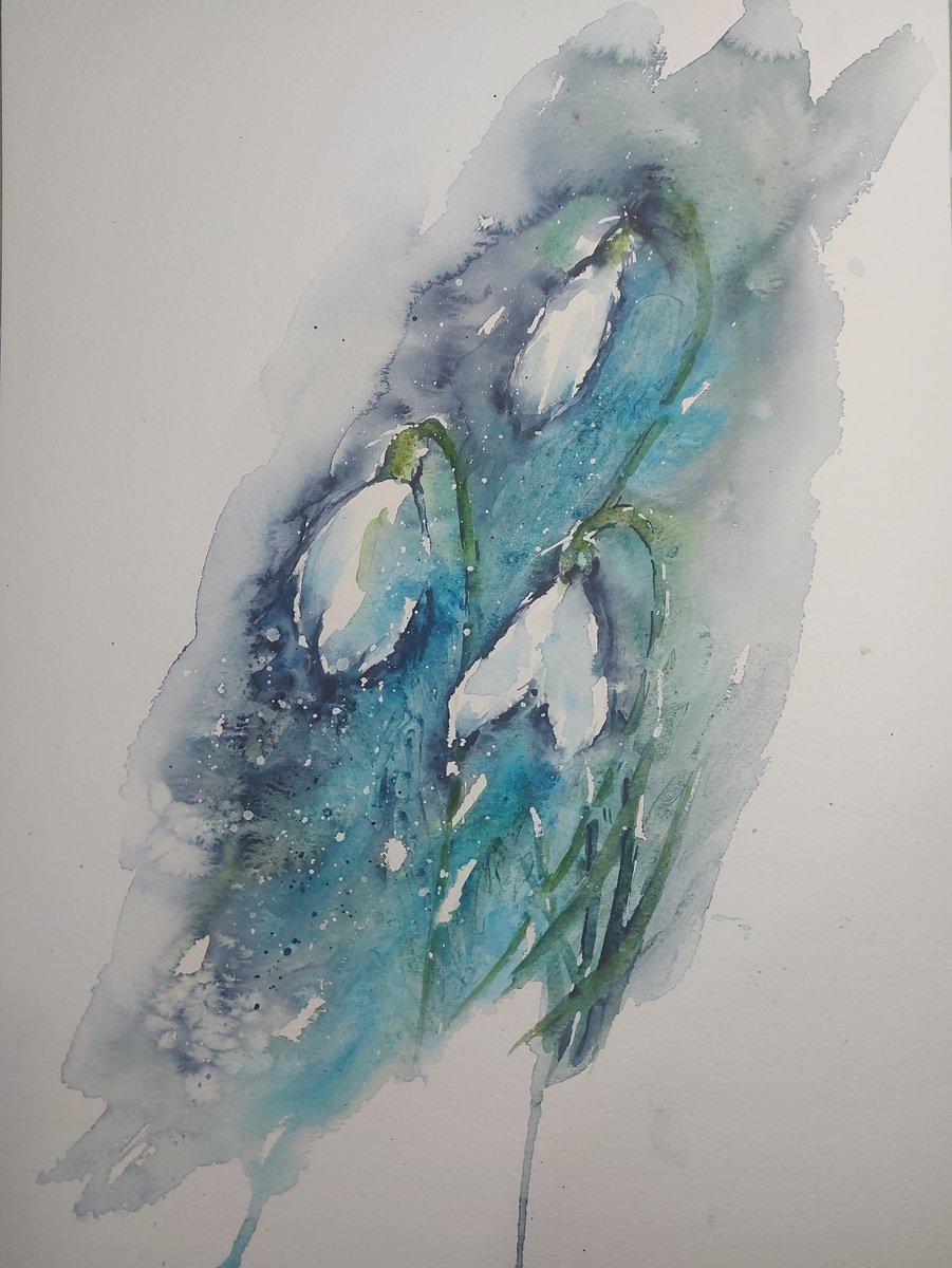 Snowdrops by Sue  Green