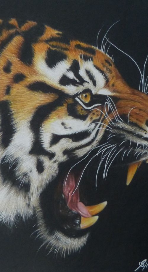 Roaring Tiger by Silvia Frei