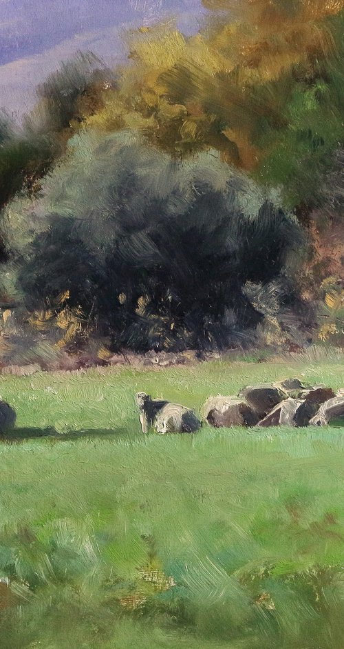 Flock of Sheep by Pascal Giroud