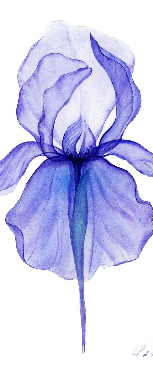 Xray Purple  Iris by Olga Koelsch