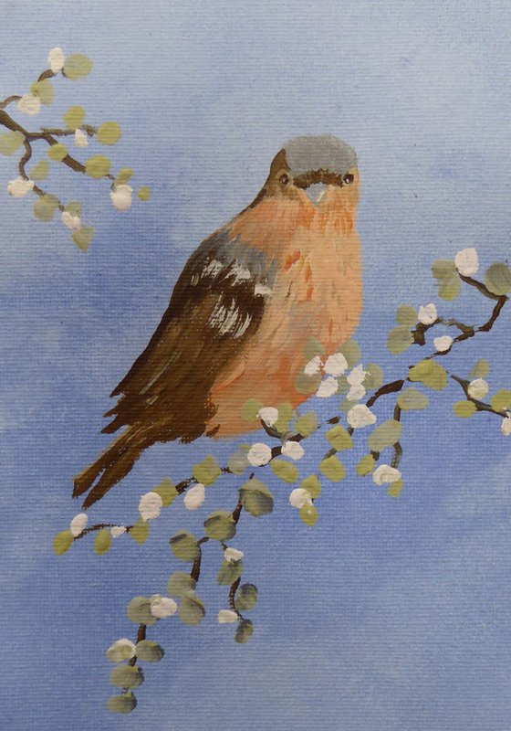 Chaffinch with blossom