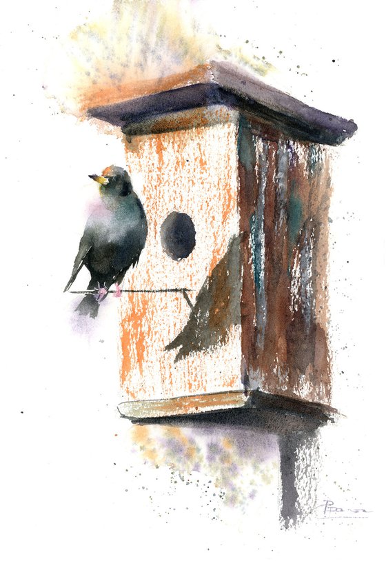 Starling in birdhouse