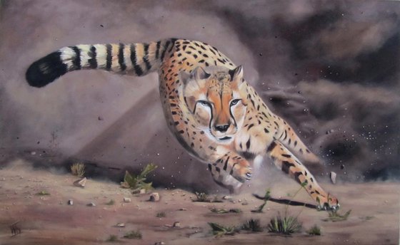 Cheetah on the hunt