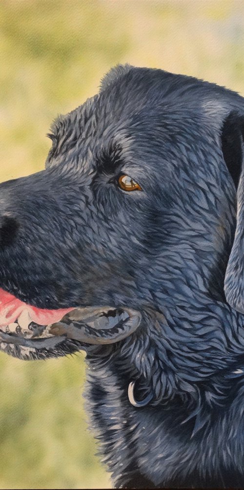 Bentley by Julian Wheat