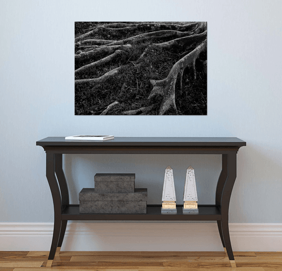 Roots I | Limited Edition Fine Art Print 1 of 10 | 75 x 50 cm