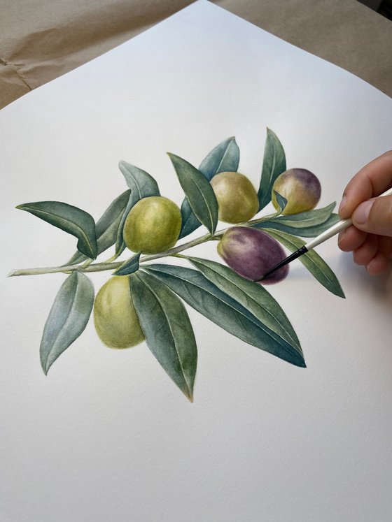 Olive Branch