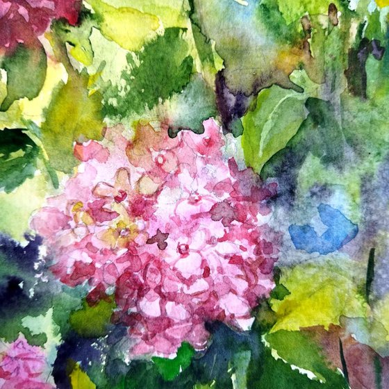 Hydrangeas flowers in garden watercolor painting