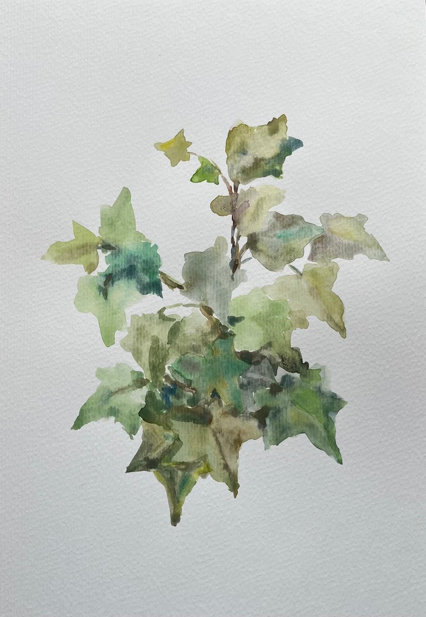 Impressionistic Botanical Drawing By Elena Klyan, 8 X 11, Garden Ivy. Original, Original Artwork