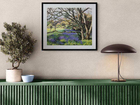 Bluebells At Rowallane