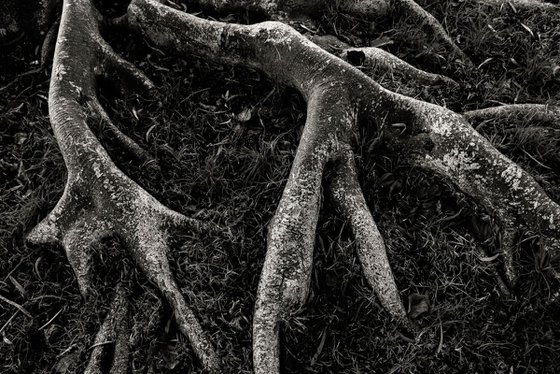 Roots II | Limited Edition Fine Art Print 1 of 10 | 45 x 30 cm