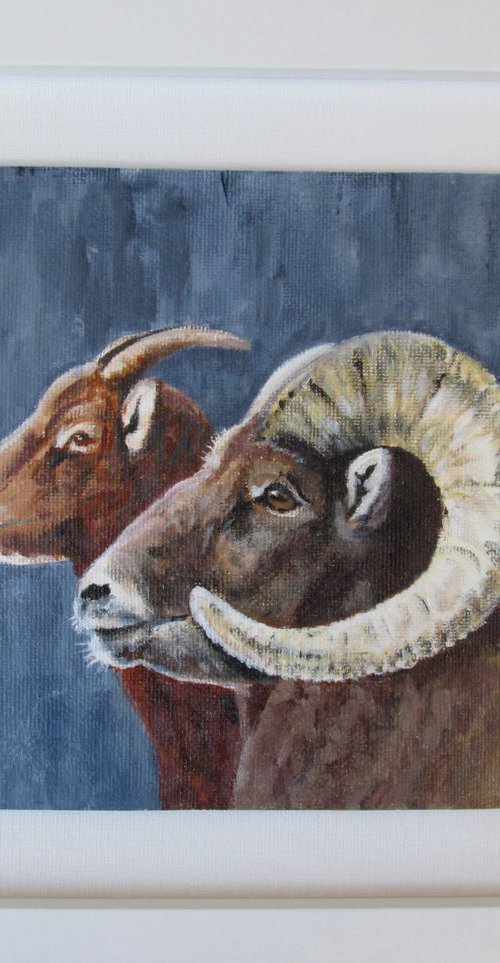 Big Horn Sheep by MARJANSART