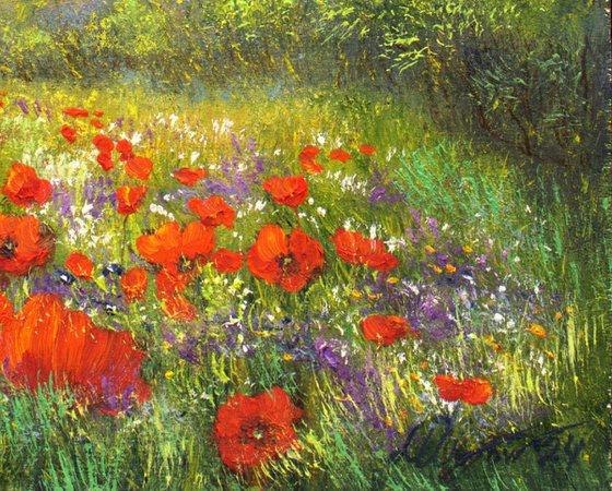 Sunset on the poppy field