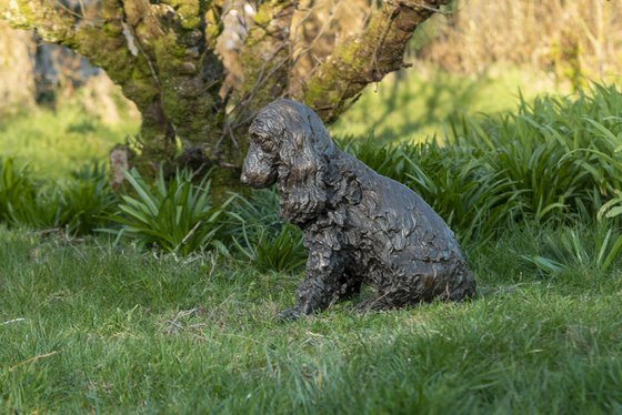 Sitting Cocker Spaniel BR