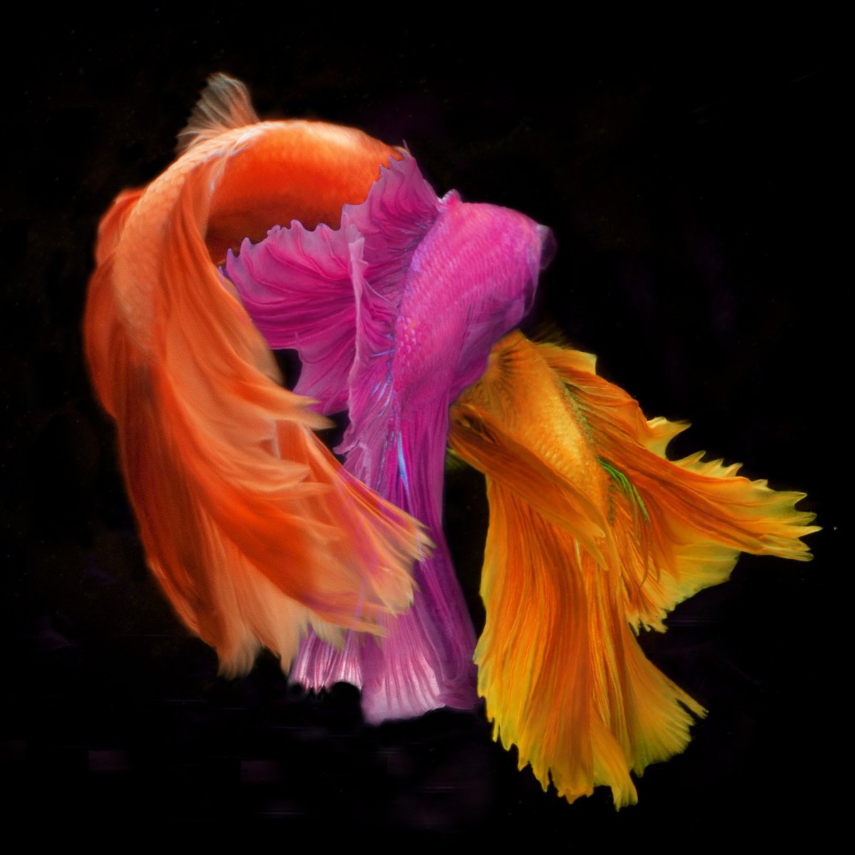 Photorealistic Animal Photograph By Michael Filonow, 26 X 26", Twin Tale 1, Original Artwork