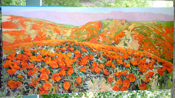 California Poppy In the Wild, Superbloom in the Mountains