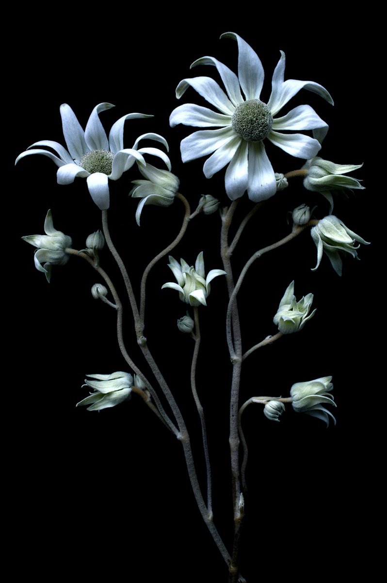 Photorealistic Botanical Photograph By Nadia Culph, 20 X 30", Flannel Flower, Original Artwork