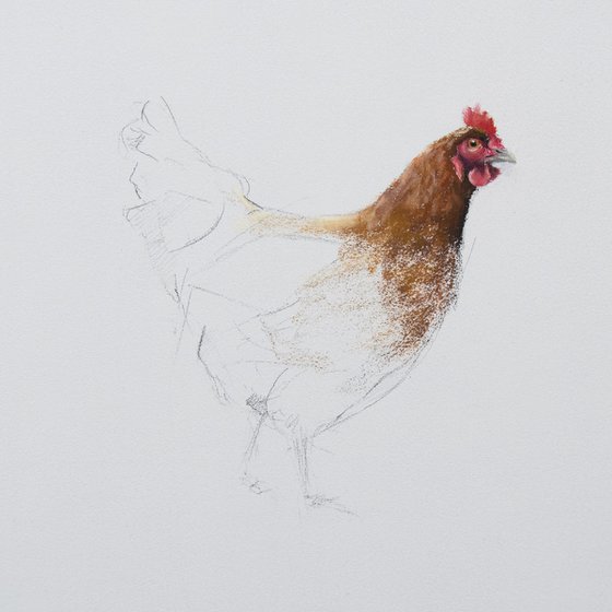 Chicken Sketch