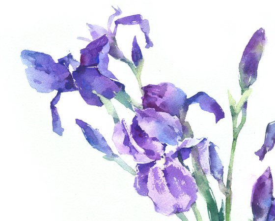 Dance of the purple irises