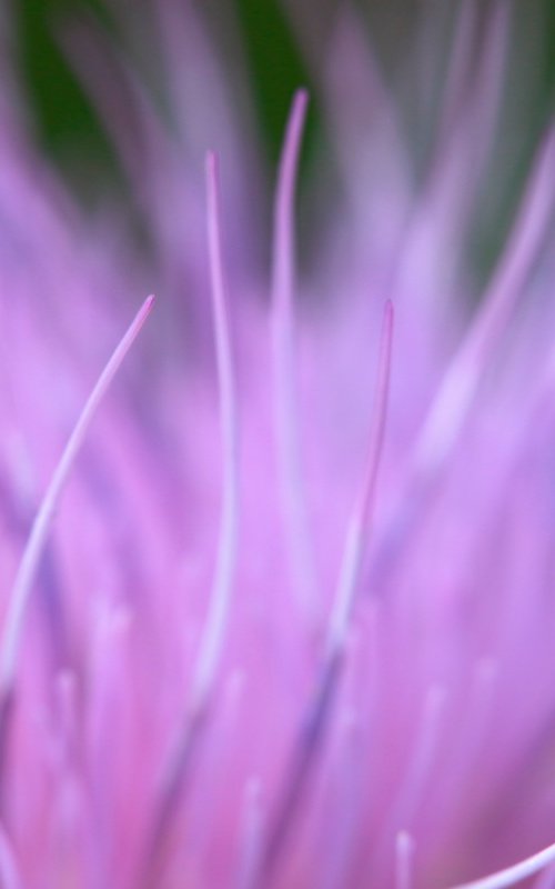 Softness by Kevin Cloughley