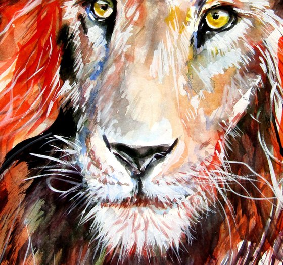 Lion portrait