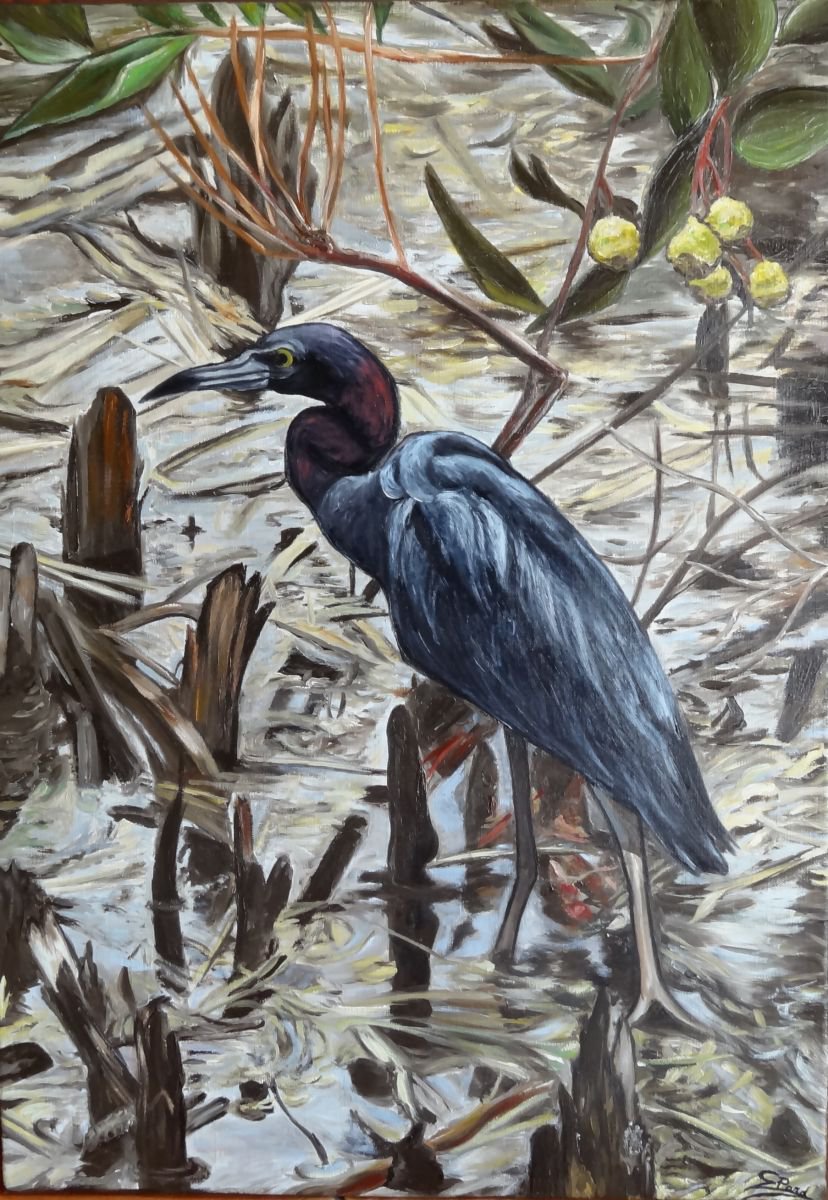 Everglades by C�cile Pardigon