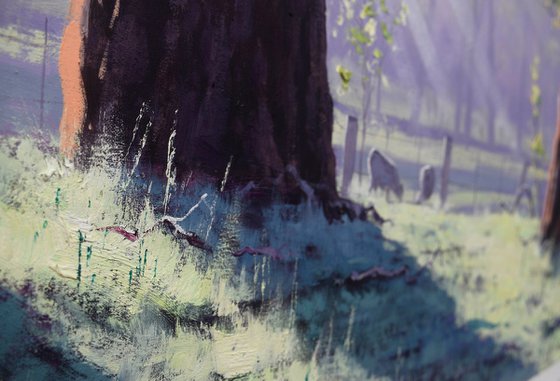 Gum Trees In morning Light