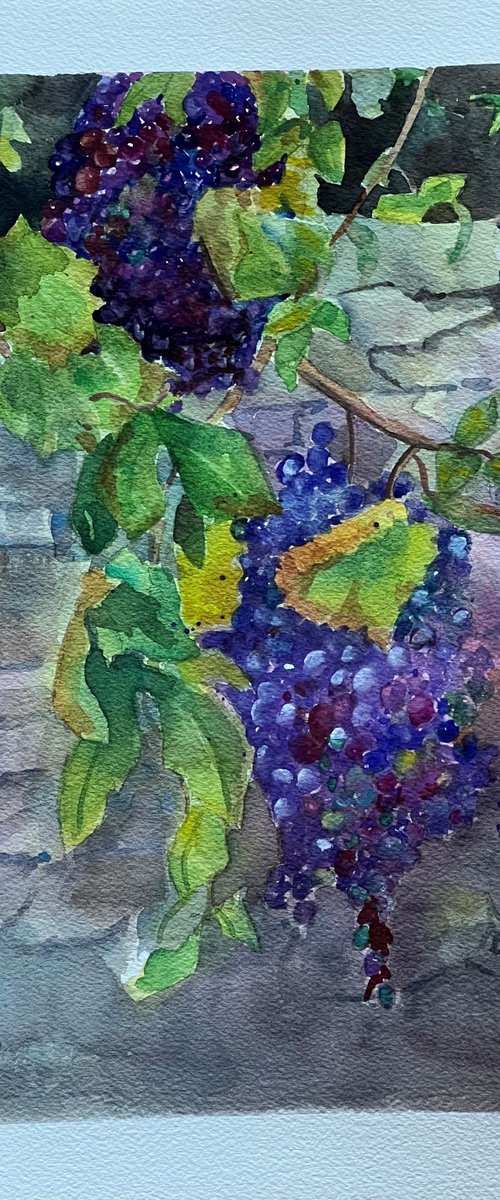 Clusters of Grapes by Bronwen Jones