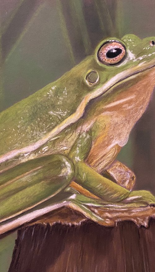 Frog by Maxine Taylor