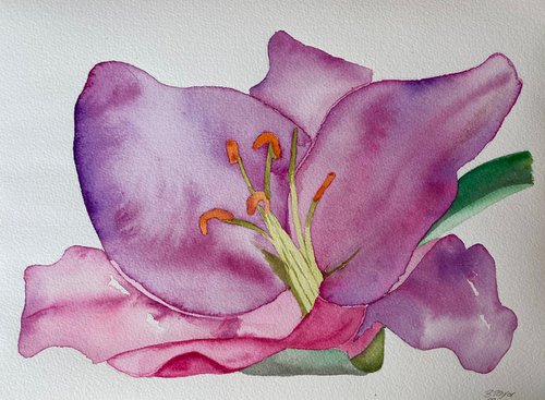 Purple lilies in watercolour by Bethany Taylor