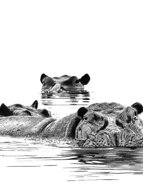 Hippos by Paul Stowe