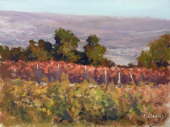 Evening in the Vineyards