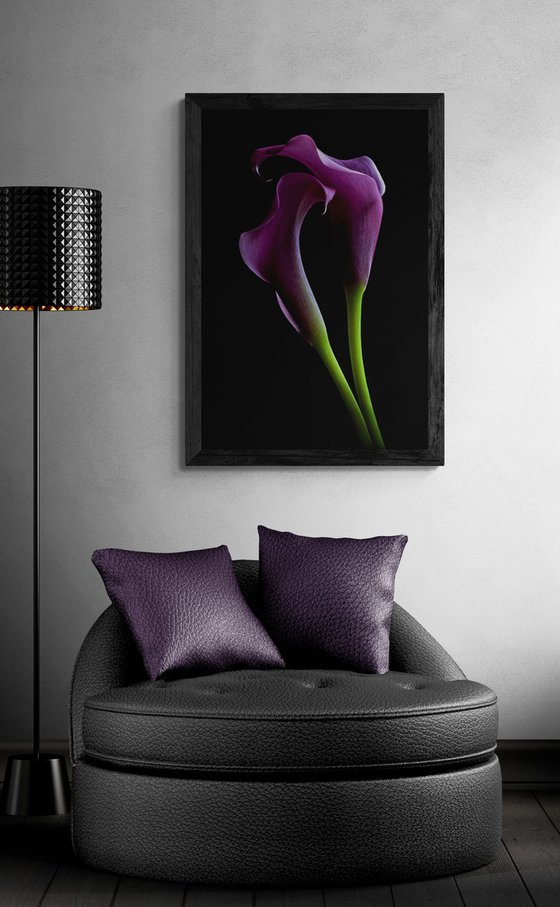 Grape Velvet Calla Lilies