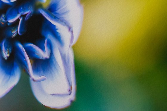 Dancing Marguerites