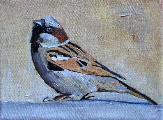 House  Sparrow #2