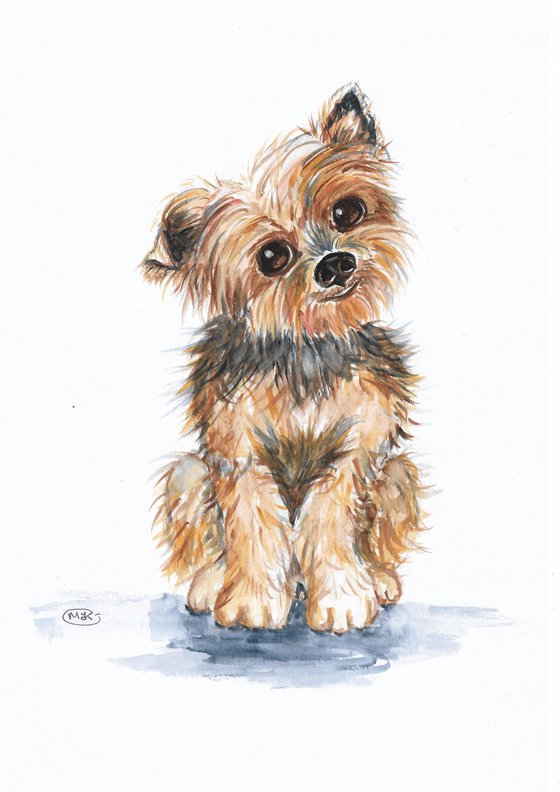 Yorkshire Terrier Puppy Dog