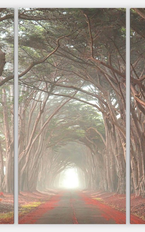Cypress Tree Tunnel Gallery Wrapped Canvas Triptych by Emily Kent