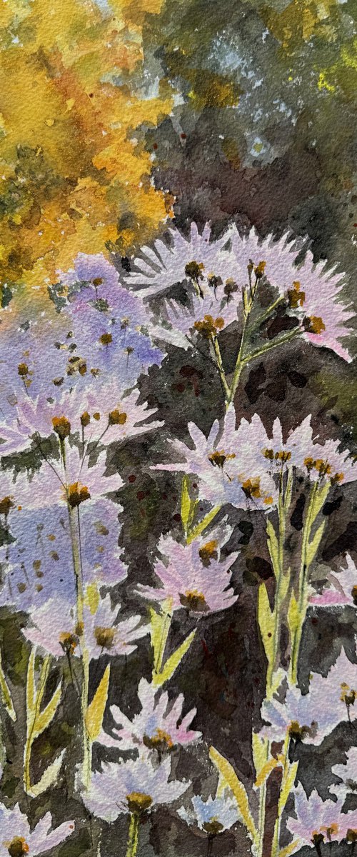 Autumn asters by Shelly Du