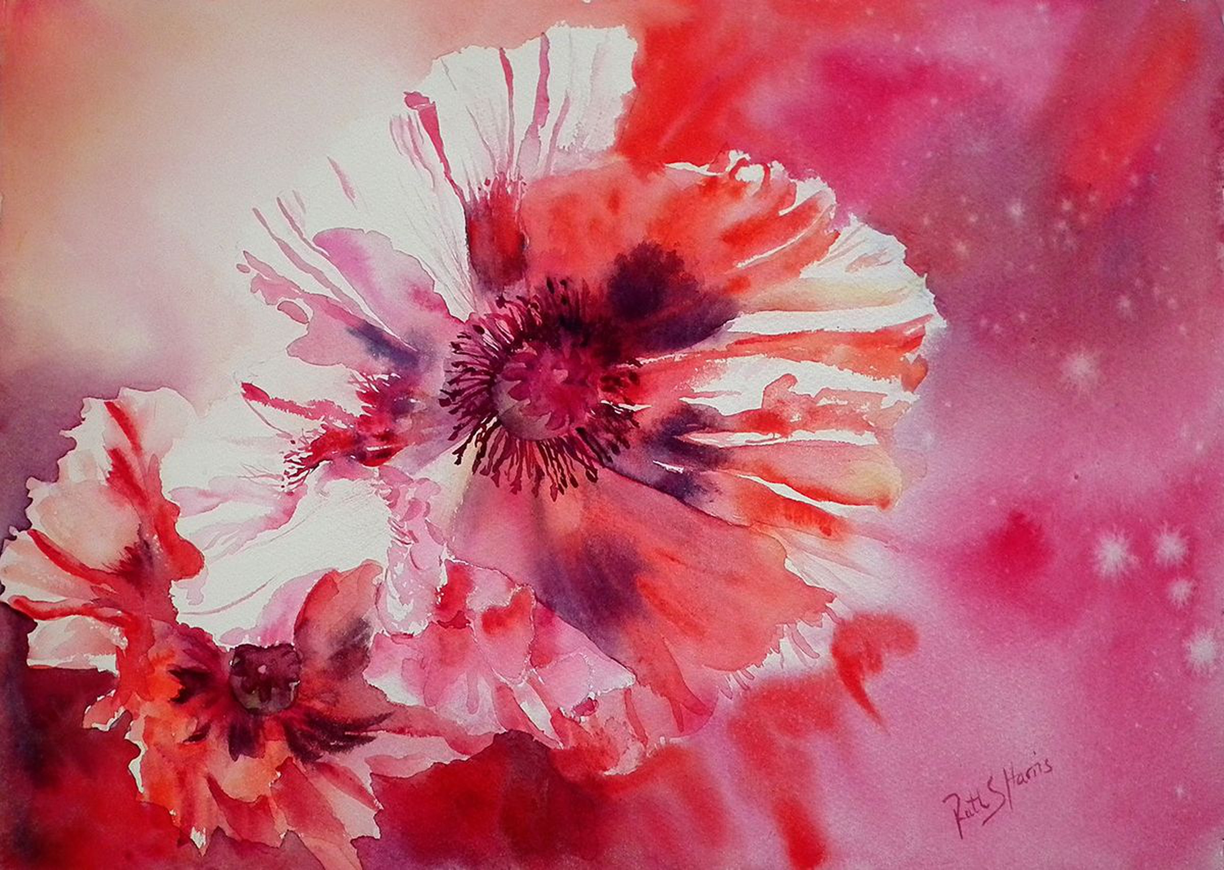 Cosmic Poppies Watercolour By Ruth Harris Artfinder