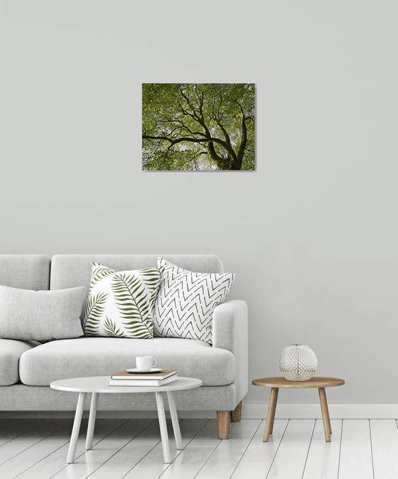 Beech Tree Canopy