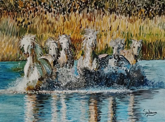 Horses in the water