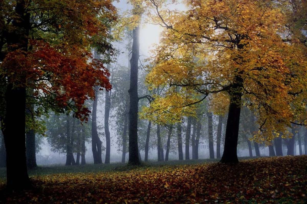 Autumn Blues by Igor Novikov